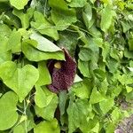 Aristolochia littoralis Fula