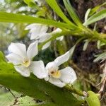 Maxillaria camaridii Flower