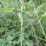 Ophrys apifera Libunga