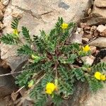 Hippocrepis biflora Habit