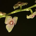 Stelis argentata Flower