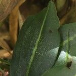 Cynorkis ridleyi Hostoa