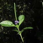 Stachytarpheta cayennensis Folha