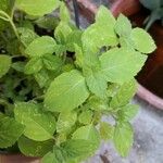 Ocimum gratissimumLeaf