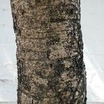 Diphysa americana ᱪᱷᱟᱹᱞᱤ