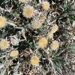 Carlina salicifolia Цветок