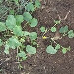 Cucumis engleri Habit