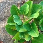 Ipomoea pes-caprae Habit