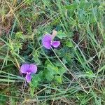 Vigna frutescens Blüte