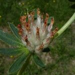 Anthyllis vulneraria ফল