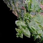 Trichomanes tuerckheimii Leaf
