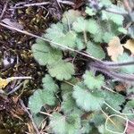 Saxifraga granulata 葉