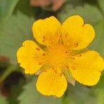 Potentilla reptans 花