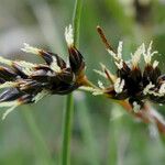 Luzula campestris Flower