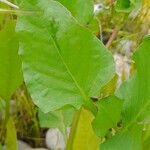 Rumex spinosus Hoja