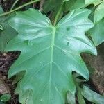 Philodendron xanadu Leaf