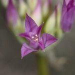 Allium acuminatum Flower