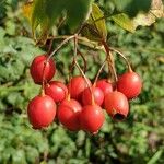 Rosa canina Fruitua