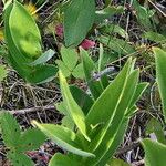 Maianthemum stellatum Folha