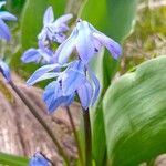 Scilla sibericaFlower