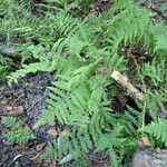 Thelypteris palustris Habit