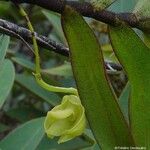 Dendrobium steatoglossum Frukto