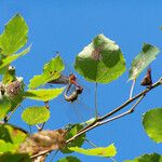 Populus tremula পাতা