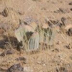 Welwitschia mirabilis Blatt