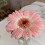 Gerbera viridifolia Flower