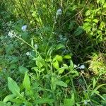 Myosotis arvensis Habit