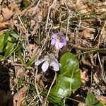 Hepatica nobilisKvět