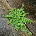Veronica serpyllifolia Hábito