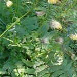 Cirsium erisithales Habit