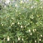 Salpichroa origanifolia ফুল