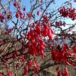 Berberis vulgaris फल