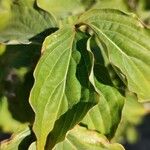 Cornus kousa Leaf