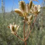 Lomatium triternatum Fruit