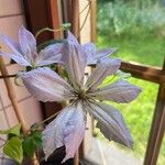 Clematis viticellaFleur