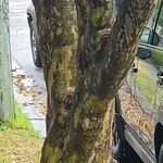 Fraxinus griffithii Bark