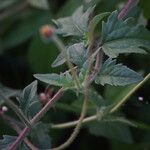 Tridax procumbens Folio