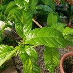 Euclinia longiflora Leaf