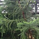 Araucaria laubenfelsii 整株植物