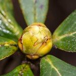 Rhododendron haematodes অন্যান্য