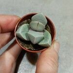 Lapidaria margaretae Hoja