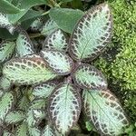 Episcia cupreata叶