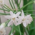 Tulbaghia simmleri Flor