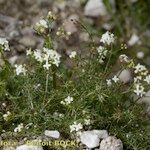 Galium timeroyi आदत