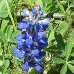 Lupinus subcarnosus Flower