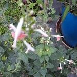 Salvia coccinea Blatt