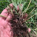 Cyperus hortensis برگ